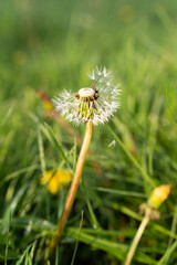 Mniszek lekarski, Taraxacum officina © Kornel