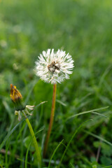 Mniszek lekarski, Taraxacum officina © Kornel
