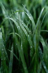 Trawa, rosa, krople wody