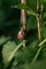 Ślimak, skorupa, polska, europa