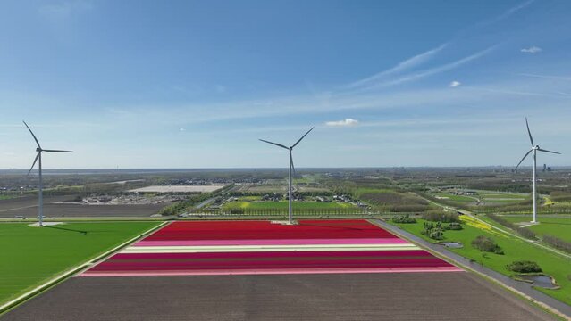 Field with tulips and wind turbines. A wind generator in a field in the Netherlands. Green energy production. Landscape with flowers at the day time. Video for background. 