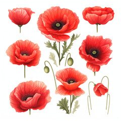 Bright red poppies set, artistic illustration, white background.