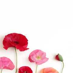 poppy flower isolated on white for book cover or background