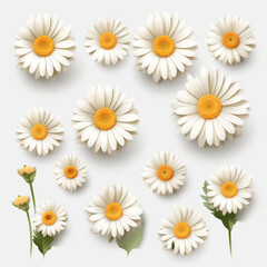 White daisies set, artistic illustration, white background.