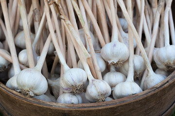 Garlic in the round wooden box