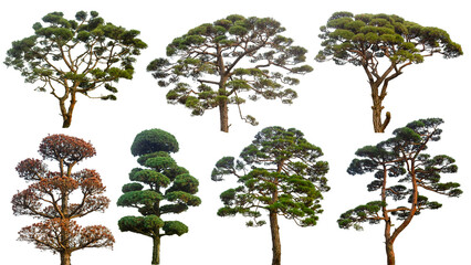 set of pine tree isolated on transparent background.