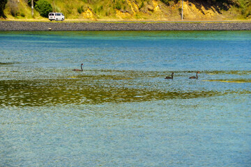 Black swans on the water
