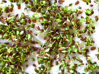 Fototapeta premium Sprouting of the seeds (linseeds)