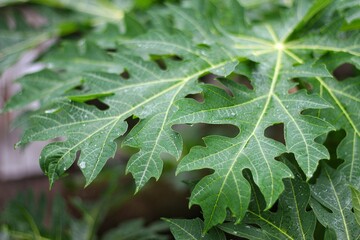 Papaya leaves, Green leaf background, Papaya leaves also contain papain enzymes which are useful for dealing with digestive problems. herbal concept