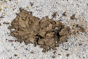 A pile of dry cow dung (cowpat) on the ground