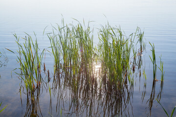 Reeds and sunshine in the water