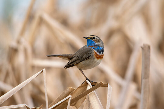 Male bluethroat (Luscinia svecica) sitting in reeds