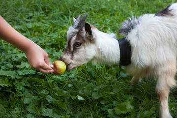 Kid of goat and an apple.