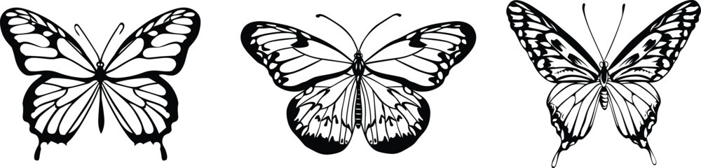 Set of butterfly, vector illustration.