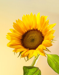 Sonnenblume, Sonnenblumenöl, Blume, isoliert, Sommer,