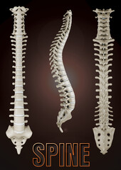 Human Spine