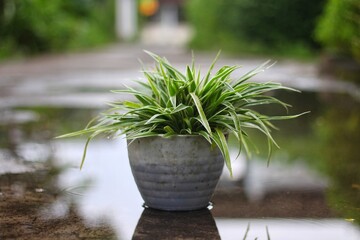Chlorophytum comosum or Spider plant, Air purifying plants for home, Indoor plants, Houseplants with Health Benefits concept.