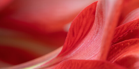 Close-up macro soft focus on petal scarlet red Amaryllis flowers plant blossom pastel...