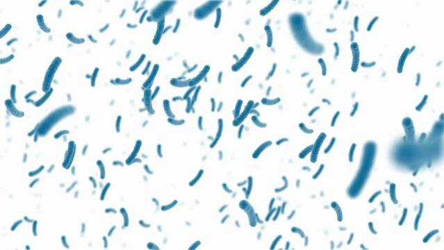 Animation of moving blue rod shaped bacteria isolated on white background. Bacterial infection and disease concept