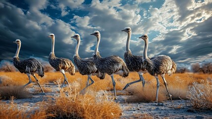 Fototapeta premium Group of Ostriches Striding Across a Desert Plain, Their Long Legs Kicking Up Dust as They Move in Sync
