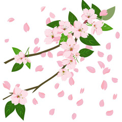 Branches with sakura flowers on a white background
