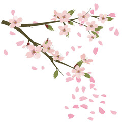 Branches with sakura flowers on a white background
