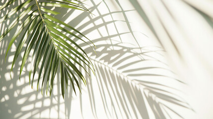 Delicate palm leaf shadows dancing on a white background, hinting at the arrival of summer.