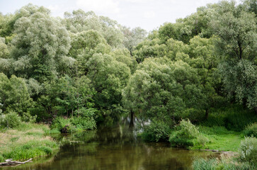Fototapeta premium Landscape with river and trees in the summer. Nature composition.