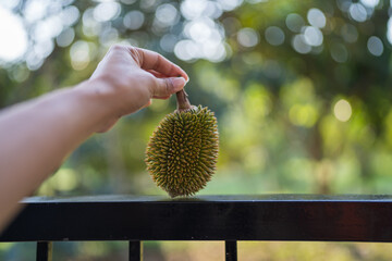 Hand holding Durian, morning light, bokeh, nature background.