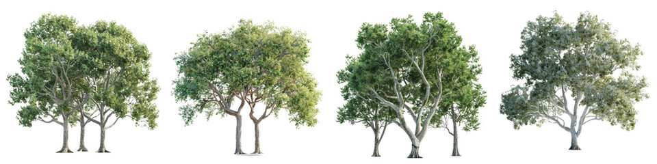 Cottonwood Plane trees Hyperrealistic Highly Detailed Isolated On Transparent Background Png File