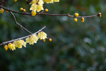 冬に咲く黄色い花ロウバイ