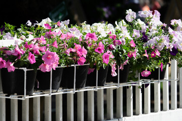 A row of potted plants with pink and white flowers sit on a white fence