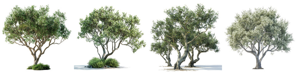 Dogwood olive trees and shrubs in summer  Hyperrealistic Highly Detailed Isolated On Transparent Background Png File