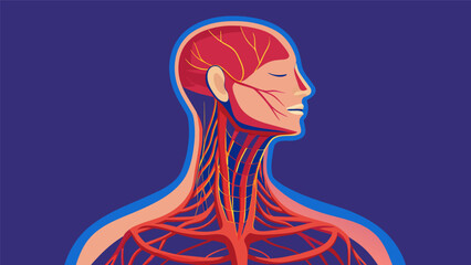 An anatomical drawing of the neck demonstrating the delicate nerves and vessels that can be disrupted during a knockout.