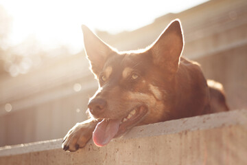 australian kelpie dog lying on stairs outdoors in the summer close up head portrait