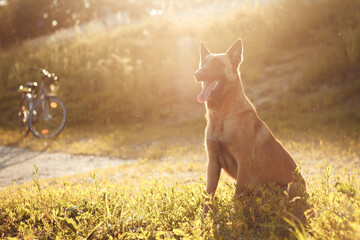 belgian shepherd malinois dog sitting in grass with heavy sunflare in the summer