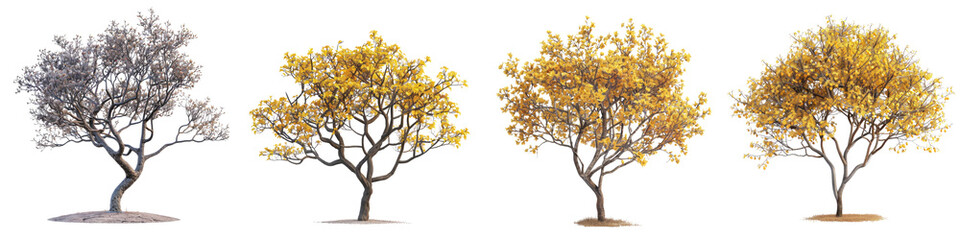 Hybrid witch hazel tree   Hyperrealistic Highly Detailed Isolated On Transparent Background Png File