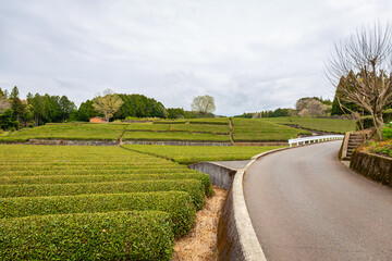 A tea plantation with Mount Fuji in the background is a famous landmark of Sizuoka City, Japan on a...