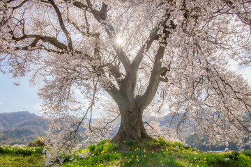 Wanizuka no Sakura large 330 year old cherry tree in full bloom is a symbol of Nirasaki, Yamanashi Japan.