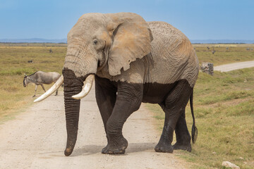 A male African elephant, still wet from traversing a swamp, crosses a dirt track road in Amboseli...
