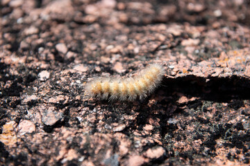 Caterpillar crawling on a granite rock