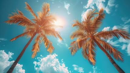 palm tree and sky