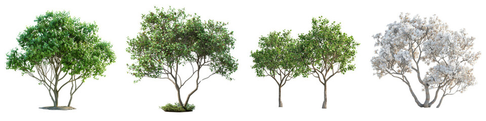 Fototapeta na wymiar Korean Stewartia trees Hyperrealistic Highly Detailed Isolated On Transparent Background Png File