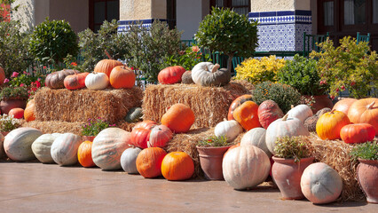 autumn harvest of pumpkins - 791758223