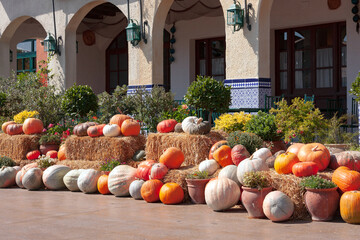 autumn harvest of pumpkins