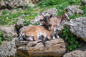 goat with young animal at the zoo