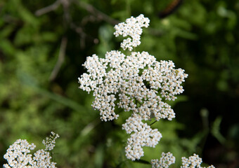Tiny White Wildflowers in Texas