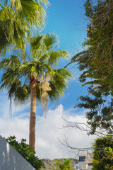 Palm trees and street greens in the blue cloudy sky. Tropical gardens on the street of a tourist...