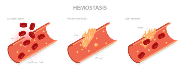 3D Isometric Flat  Illustration of Hemostasis, Wound Healing Process