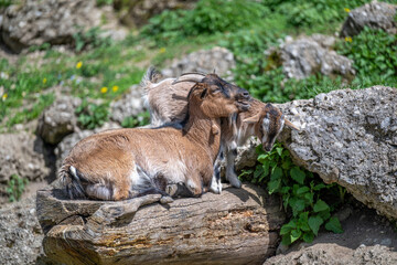 goat with young animal at the zoo